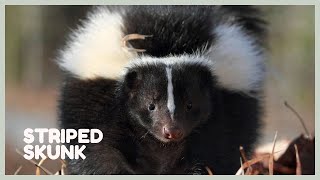 Skunk sounds  learn skunk noises Mephitis mephitis [upl. by Feledy]