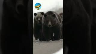 Before amp After Animals Growing UpAmazing Animal Transformation short tiktok animals [upl. by Anaihr]