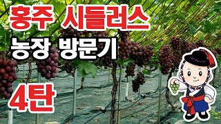 포도대장 홍주 시들러스 농장 방문기 [upl. by Staley]