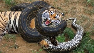 Python vs Tiger Fighting To Death  Python vs Tiger Real Fight [upl. by Aenahs]