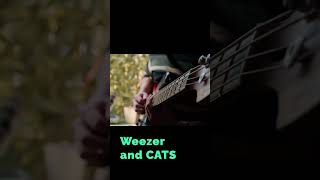 THE Weezer song that everyone loves with cats [upl. by Chansoo]