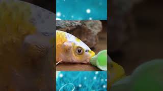 Giant Crab Master Reveals Top Survival Techniques shorts funny trendingshorts fish cuckoo [upl. by Tihom]