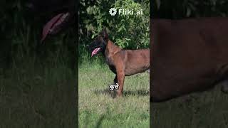 IF you like dogs then like and subscribe for more videos ❤️❤️ [upl. by Rush105]