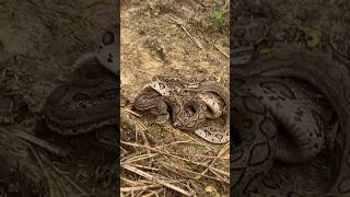 highly Venomous snakes releasingviralvideotrendingwildlifeyoutubeanimalsfarmingworld [upl. by Naryt519]