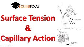 Surface Tension of Water  Capillary Action of Water  Capillary action Examples  Hindi [upl. by Aiem]