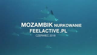 Mozambik 2018 nurkowanie [upl. by Gnoud]