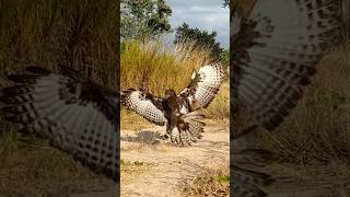 Fast speed of A large bird of prey species hunt their prey [upl. by Haywood]