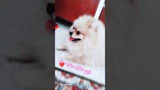 این عشق جدید منه ❤❤❣️🫧 [upl. by Anaeg806]