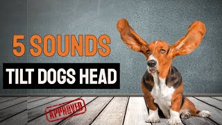 5 Sounds To Tilt Dogs Head  GUARANTEED [upl. by Dar]