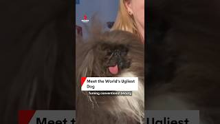 Meet the Worlds Ugliest Dog [upl. by Randa]