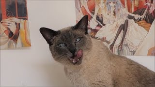 Funny Siamese Cat TalkingHowling because her Food was DELICIOUS [upl. by Gibun]