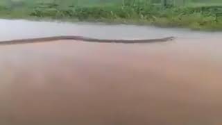 REAL TITANOBOA FOUND IN BRAZIL RIVER [upl. by Ehtyde]