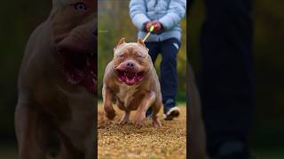 Most Dangerous Dog Breed in the World 🥵😡 shorts Viral [upl. by Ogdan]