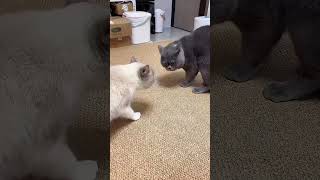 shortvideo cat mycatchannel funny petschannel yourcat pets catchannel yourpet funnycats [upl. by Illa471]