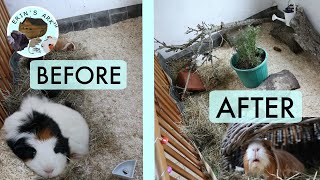 Enrichment For Guinea Pigs  Before amp After [upl. by Ellatsyrc]