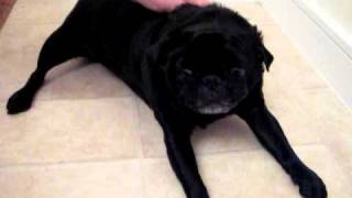 My poor pug Willi having a seizure [upl. by Yanahc]