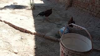 Rooster hen mating  Rooster hen crossing  Mating sound [upl. by Nyltak]