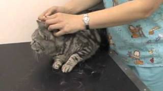 How to Apply Worming and Flea SpotOn Treatments to your Cat by Cats Whiskers Vets Worthing [upl. by Smaoht]