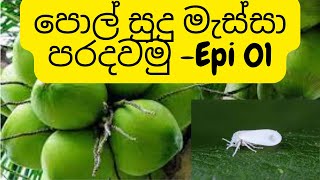 පොල් වගාවේ සුදු මැස්සා පාලන උපක්‍රම 01 How to control whitefly in Coconut cultivation whitefly [upl. by Bandeen]