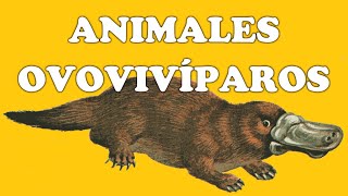 Animales ovovivíparos y sus características [upl. by Llenehs]