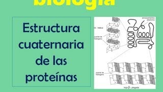 Estructura cuaternaria de las proteínas [upl. by Lebasiram668]