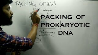 Packing of DNA in Prokaryotic Cell [upl. by Giwdul]