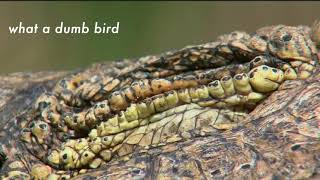 Plovers and Crocs [upl. by Mirelle372]