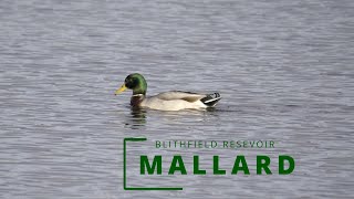 MALLARD DABBLING [upl. by Aihsile]