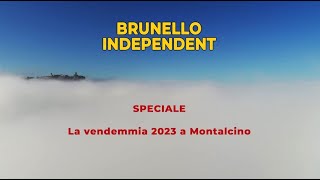 BRUNELLO INDEPENDENT Speciale Vendemmia 2023 a Montalcino [upl. by Xed]