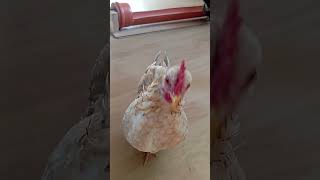 Coq Serama chante pour vous [upl. by Aridatha]