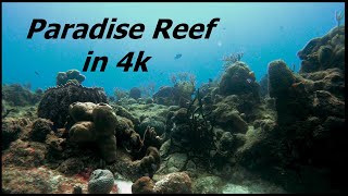 Paradise Reef Cozumel in 4k January 21 2021 [upl. by Dahsraf]