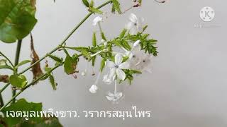 เจตมูลเพลิงขาว ปิดปิวขาว ปี่ปีขาว ชื่อวิทย์  Plumbago zeylanica Linn ชื่อวงศ์  Plumbaginaceae [upl. by Sakovich343]