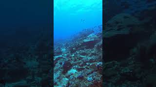 Deep Water DRIFT DIVE NUSAPENIDA scubadive nature fyp indonesia video viralvideo viralshorts [upl. by Harv574]