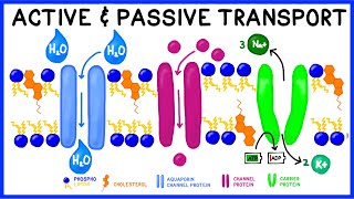 Diffusion  Membranes and transport  Biology  Khan Academy [upl. by Lucila]