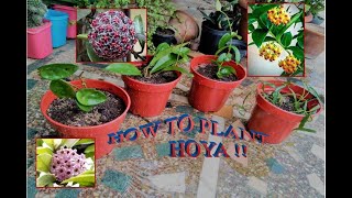 HOW TO PLANT HOYA PLANT  ALL ABOUT HOYA [upl. by Nealy]