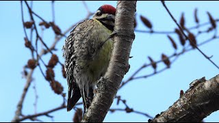 Pic maculé  Yellowbellied Sapsucker [upl. by Herv183]