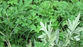 Uses of Artemisia vulgaris  Machapatri  Herbal garden [upl. by Harrietta]