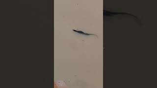 Energetic and Active Monitor Lizard Swimming at the Pond shortvideo chinesegarden genusvaranus [upl. by Heddy]