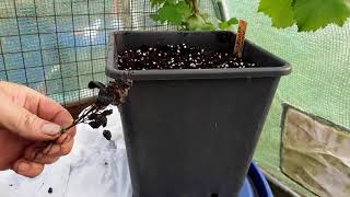 quotSowing The Boskoop Glory Grape Seeds That I Found Still Hanging On The Vine 8 Months Onquot 383 [upl. by Hugh]