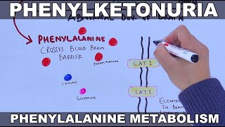 Phenylketonuria and its metabolism [upl. by Martinelli]