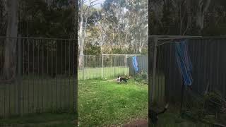 Mika at sunset 🌅 animals doglover bordercollie kelpie puppy puppyplaying pet pup [upl. by Kiehl]