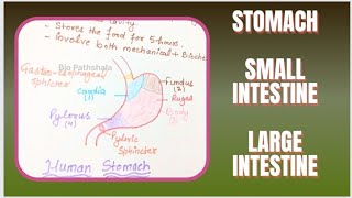 Stomach l Small Intestine l Large Intestine l NCERT l Bio Pathshala l Lec  6 [upl. by Dekow]