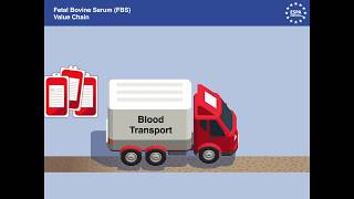 Fetal Bovine Serum Value chain  How its produced [upl. by Atinaej]