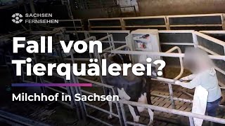 BRUTALE TIERQUÄLEREI in sächsischem Milchhof TIERSCHÜTZER stellen STRAFANZEIGE I Sachsen Fernsehen [upl. by Khano]