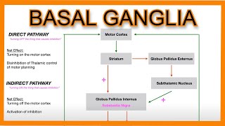 Basal Ganglia Direct vs Indirect Pathways [upl. by Ettenad]