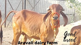 100 pure gir cow sell out aravali dairy farm Karnataka Bangalore  9983954391 [upl. by Llenral]