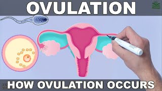 Ovulation [upl. by Anigar]