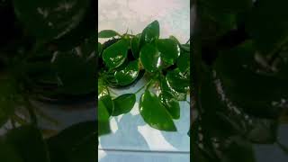 🌿Anubia Thick leaf 🌿 Planta acuática de bajos requerimientos 🌱 acuarofilia [upl. by Sikram929]