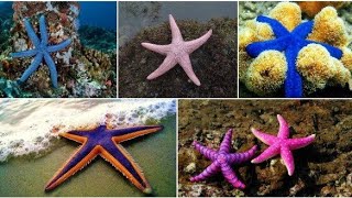 Starfish for Kids with Pronunciation  and with Photos   Sea Animals [upl. by Arema84]