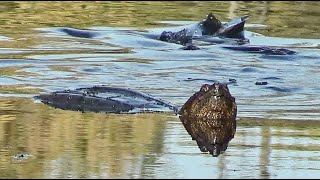 Snapping Turtle Startled By Fish [upl. by Nnaaras]